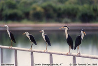 Pied Heron - Egretta picata