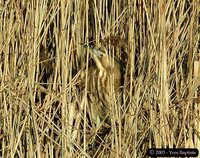 Great Bittern - Botaurus stellaris