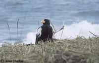 Steller's Sea-Eagle - Haliaeetus pelagicus