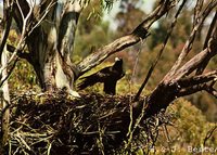 Wedge-tailed Eagle - Aquila audax