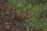 Madagascar Wood-Rail - Canirallus kioloides