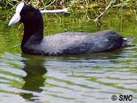 Slate-colored Coot - Fulica ardesiaca