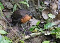 Dark-backed Wood-Quail (Odontophorus melanonotus) photo