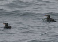 Rhinoceros Auklet - Cerorhinca monocerata