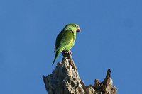 Yellow-chevroned Parakeet - Brotogeris chiriri