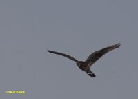 Band-tailed Nighthawk - Nyctiprogne leucopyga