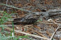 Madagascar Nightjar - Caprimulgus madagascariensis