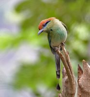 Russet-crowned Motmot - Momotus mexicanus