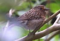 Crescent-chested Puffbird - Malacoptila striata