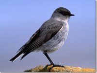 Dark-faced Ground-Tyrant - Muscisaxicola maclovianus