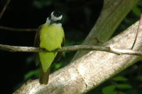 Great Kiskadee - Pitangus sulphuratus