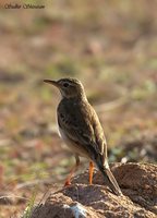 Oriental Pipit - Anthus rufulus