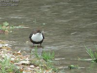 White-throated Dipper - Cinclus cinclus