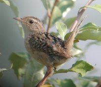 Sedge Wren - Cistothorus platensis