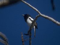 Madagascar Magpie-Robin - Copsychus albospecularis