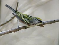 Chestnut-sided Warbler - Dendroica pensylvanica