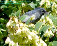 Slaty Flowerpiercer - Diglossa plumbea