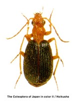 애목가는먼지벌레 - Brachinus incomptus