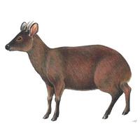 Ciervo Enano - Northern Pudu (Pudu mephistophiles)