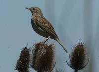 Hellmayr's Pipit