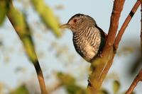 Rufous-winged  antshrike   -   Thamnophilus  torquatus   -