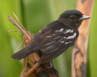 White-winged becard, Suriname