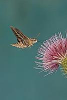 ...White Lined Sphinx ( Hyles lineata ) , feeding on nectar from thistle flower , Gila National For