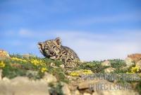 Baby Snow Leopard Eleven Weeks Old ( Panthera uncia ) , Controlled Conditions stock photo