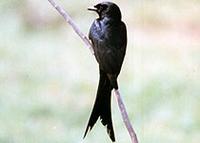 Black-Drongo