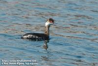 Fig. 17. Black-necked Grebe : 검은목논병아리