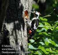 Dendrocopos syriacus da6027 UK: Syrian Woodpecker DE: Blutspecht FR: Pic syriaque ES: Pico Sirio...
