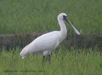 Black-faced Spoonbill Platalea leucorodia  저어새