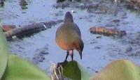 Ruddy-breasted Crake - Birds of Haryana - North India - Bird watching