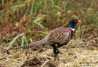 꿩(Phasianus colchicus) (Ring-necked Pheasant)