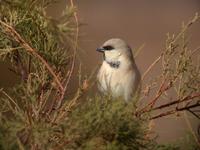 Desert Sparrow (Passer simplex)