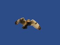 Short-eared Owl (Asio flammeus)