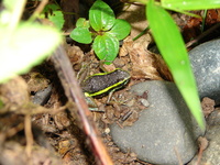 : Ameerega simulans; Dart Poison Frog