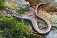 : Batrachoseps simatus; Kern Canyon Slender Salamander