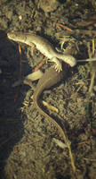 : Calotriton asper; Pyrenean Brook Salamander