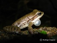 : Hylodes heyeri
