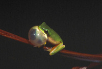 : Litoria bicolor; Northern Dwarf Tree Frog