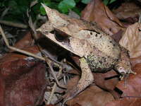 : Megophrys nasuta; Long-nosed Horned Frog