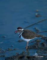 : Charadrius tricollaris; Three-banded Plover