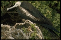 : Fregata magnificens; Frigatebird