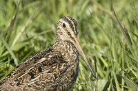 : Gallinago paraguaiae; Magellan Snipe