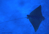 : Aetobatus narinari; Spotted Eagle Ray