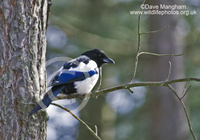 : Pica pica; Eurasian Magpie