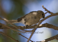 : Psaltriparus minimus; Bushtit