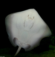 : Dasyatis americana; Southern Stingray