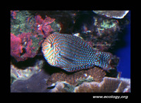 : Halichoeres ornatissimus; Pa'awela; 'ohua; La'o; Ornate Wrasse